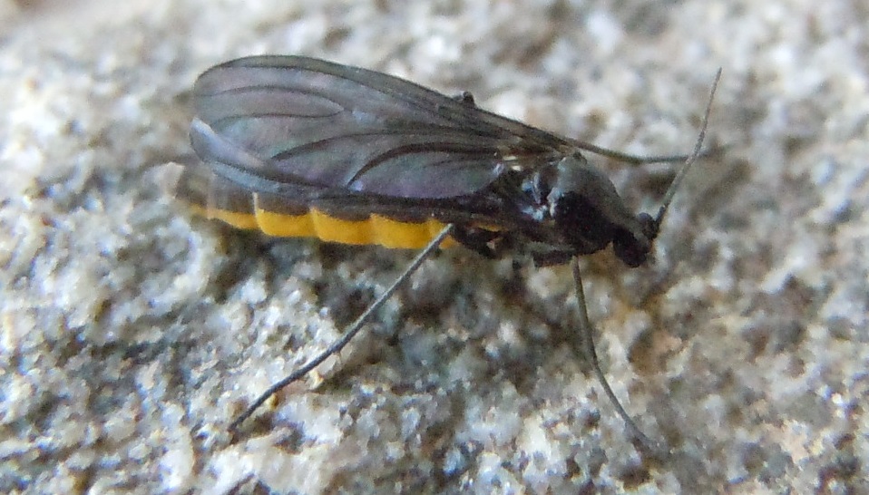 Corpo giallo e nero dalla Spagna: Sciaridae: Sciara sp.